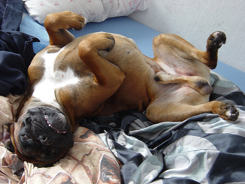 Sigurd in the bed by overdrive_cz boxer bed photo