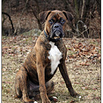 Boxer by Gunnshots brindle boxer dog photo