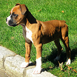 Spanky the Boxer by AJU_photography fawn boxer dog photo