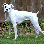 White Boxer Dog Loki Puppy by MythicSeabass white boxer dog photo