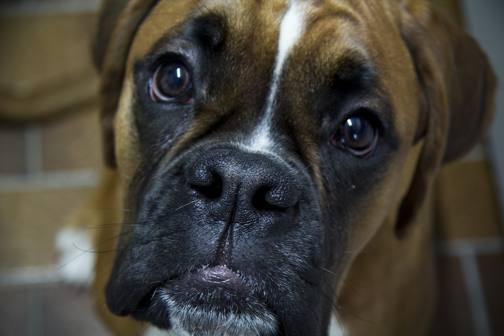 Boxer Dog by LukePricePhotography boxer dog photo