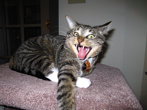 Do I Look Scary? by prinsipe boobooy scary cat photo