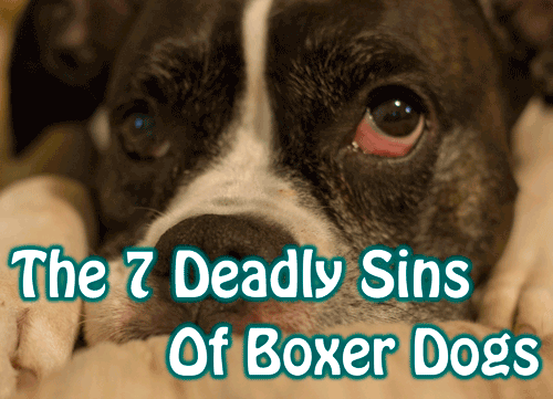 Funny boxer videos new arrivals