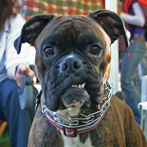 Boxer Rescue - Owned by a Boxer