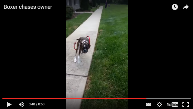 boxer dog chasing owner