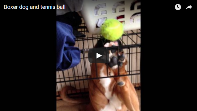 funny boxer dog can't get the tennis ball