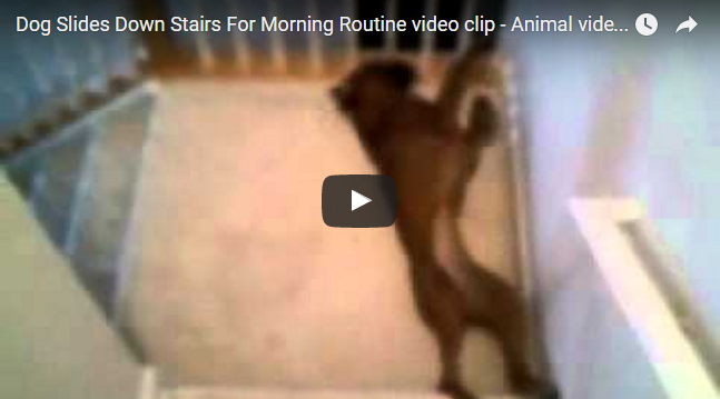 strange boxer dog