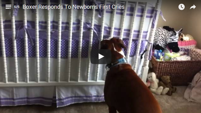 boxer dog