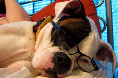 boxer dog tricks photo