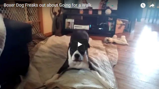 Boxer Dog Freaks Out About Going for a Walk