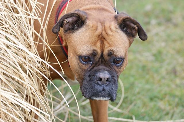 Black Boxer Dogs, Can the Black Boxer Exist